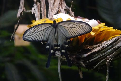 Atrophaneura alcinous